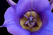Sagebrush Mariposa Lily, Calochortus macrocarpus